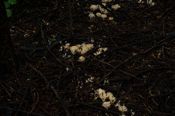 mushrooms
