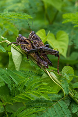 saltamontes