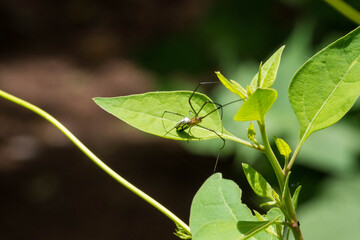 spyder