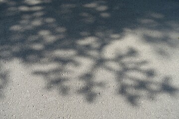 地面に映える木の葉の影　美しい木漏れ日