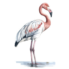 Elegant Watercolor Flamingo Standing Gracefully in Shallow Water Profile View