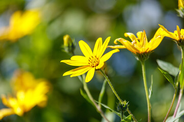 A yellow flower is in the foreground of a green background