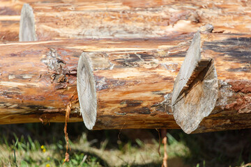 A log with a brown surface and a few holes