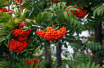 A tree with red berries on it