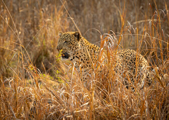 leopard in tall grass in Zambia Kafue NP