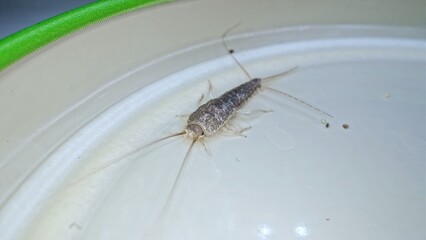 Silverfish Primitve Wingless Insect Caught in Homemade Trap Made of Jar Lid Macro Shot