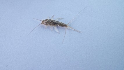 Silverfish Primitve Wingless Insect Moving on White Wall Surface Macro Shot