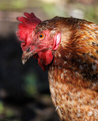 A chicken with a red head and brown feathers
