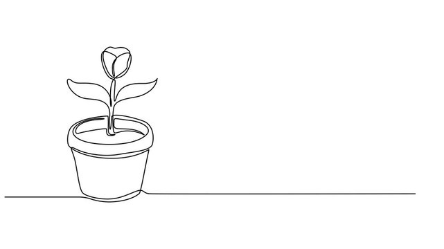 Animated one continuous single-line drawing of a beautiful gardening flower tob with orchid flowers, Self drawing line animation House flower plant in pot continuous one single line drawn concept pro.