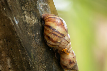 Two Giant African snails (Achatina fulica) clinging to an old, weathered surface. A macro photograph of common garden pests and wildlife