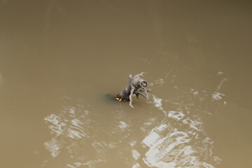 A single, gnarled piece of wood emerges from the calm, murky brown water. A minimalist, abstract, and lonely nature concept.