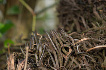 Macro close-up of a tangled, dry cluster of plant roots, possibly from an orchid or air plant. A complex, abstract nature pattern for a background.