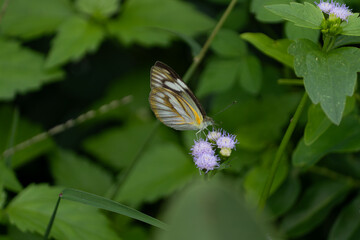 A Caper White butterfly with yellow stripes feeding on small purple wildflowers in a lush garden setting. Image of insect pollination.