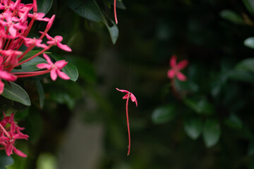 A single pink Ixora flower hanging suspended from a delicate, nearly invisible spider thread. A...