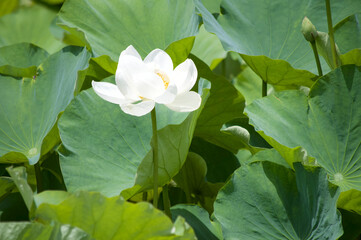White Lotus