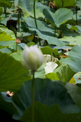 White Lotus