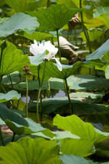 White Lotus