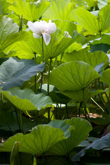 White Lotus