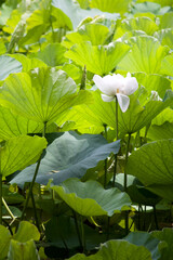 White Lotus