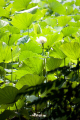 White Lotus