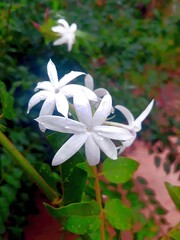 Obraz premium white lily in the garden