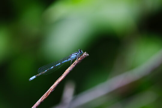 damsel fly on twig