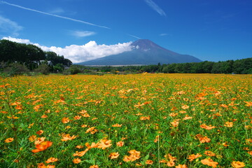 山梨県のキバナコスモス畑と富士山
