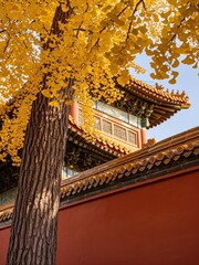 Fototapeta premium Autumn Ginkgo Tree Beside Traditional Chinese Architecture