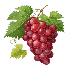 Fototapeta premium Fresh red grape with leaves isolated on transparent background, ripe fruit close-up, vibrant red grape bunch, juicy vineyard harvest, grapevine leaves detail, transparent PNG image