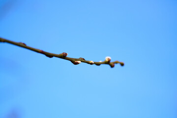 Fluffy buds of willow tree in spring