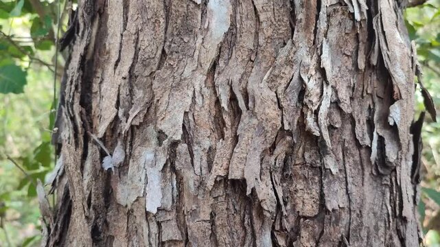acacia tree trunkk texture
