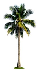 Palm Tree Isolated White Background (2)