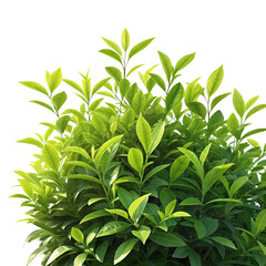 Green bush on transparent background PNG image close-up lush greenery foliage isolated plant nature png botanical illustration green leaves garden decorative shrub png clear background