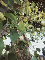 green leaves on the tree