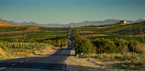 Scenic countryside road leading through vineyards towards mountains, cars driving on rural highway, panoramic landscape with hills, valley and horizon under clear blue sky at sunset, Uzbekistan