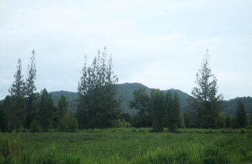 Misty morning over a green mountain landscape with clouds covering the rolling hills and a dense forest below