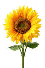 Obraz premium Close-up of a vibrant yellow sunflower