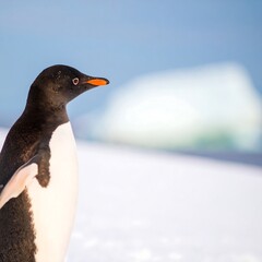 Obraz premium Penguin Antarctic Ice Observation