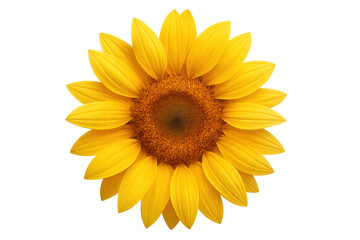 Fototapeta premium Yellow sunflower blooming, detailed petals gleaming, centered against transparent backdrop with striking clarity