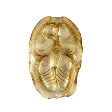 Perfectly preserved translucent fish otolith, intricate daily/annual growth rings, crystalline texture, irregular shape, isolated on a transparent studio background. Scientific detail concept