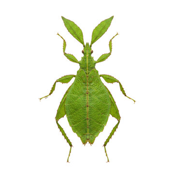 Ultra-realistic UHD macro photo of a vibrant green adult leaf insect (Phylliidae) with detailed venation, on a transparent studio background, concept of biological mimicry and natural camouflage