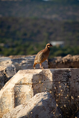 Chukar partridge (Alectoris chukar) at sunset in Sounion, Greece.