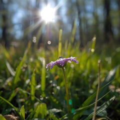flower in the grass
