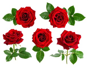 Red Roses Isolated Arrangement