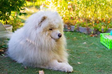 White dog Samoyed. High quality photo