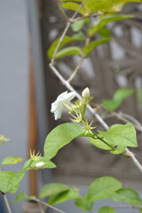 white flower blooming