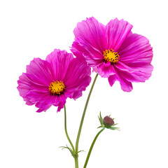 Fototapeta premium Radiant Pink Cosmos Flowers Blossom Against a Deep Black Backdrop Captivating View