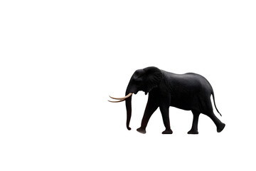 Obraz premium Majestic African elephant gracefully strides across the savanna, showcasing strength and beauty of wildlife