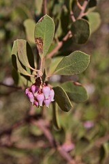 Closeup of Point-Leaf Manzanita, Arctostaphylos pungens, in bloom. Arizona.