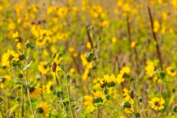 Fototapeta premium Superbloom of Common Sunflower, Helianthus annuus, in a field in Flagstaff, Arizona.